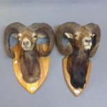 Two early 20th Century taxidermy studies of rams head on oak plaques