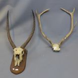 An early 20th Century water bull skull and horns on oak plaque,