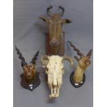 A large taxidermy study of a antelopes head together with two taxidermy studies of spiral horned