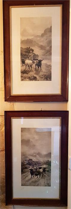 Two black and white prints of Highland Cows with a mountainous landscape