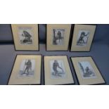 A set of six 19th Century print of monkeys