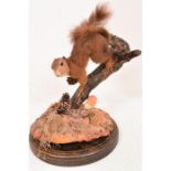 A early 1920's Taxidermy Red Squirrel