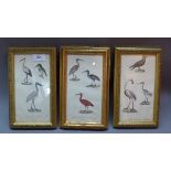 A set of three 19th Century prints of birds