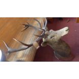 A 19th Century taxidermy study of a stags head on oak plaque.