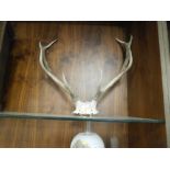 A PAIR OF ANTLERS WITH PART SKULL