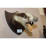 A WALL HANGING TAXIDERMY BADGER HEAD