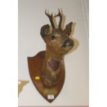 A WALL HANGING TAXIDERMY DEER HEAD