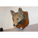 A WALL HANGING TAXIDERMY FOX HEAD