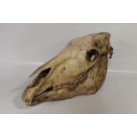 AN ANTIQUE HORSES SKULL, L. 50cm