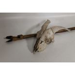 A DEER FOOT HANDLED WALKING POLE, together with a small horned skull (2)