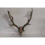 TAXIDERMY - A SET OF DEER ANTLERS WITH SKULL, width at widest point approx 60 cm