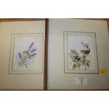 A PAIR OF DETAILED WATERCOLOURS DEPICTING BIRDS SIGNED LMS 98 - POSSIBLE MARJORIE STEVENSON