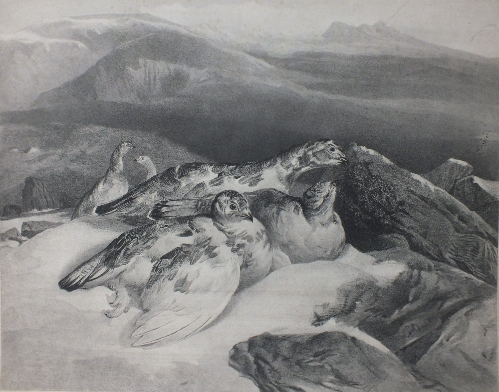 J.S .LANDSEER & CHARLES GEORGE LEWIS (1808 - 1880). Study of ptarmigan in a snowy mountainous land