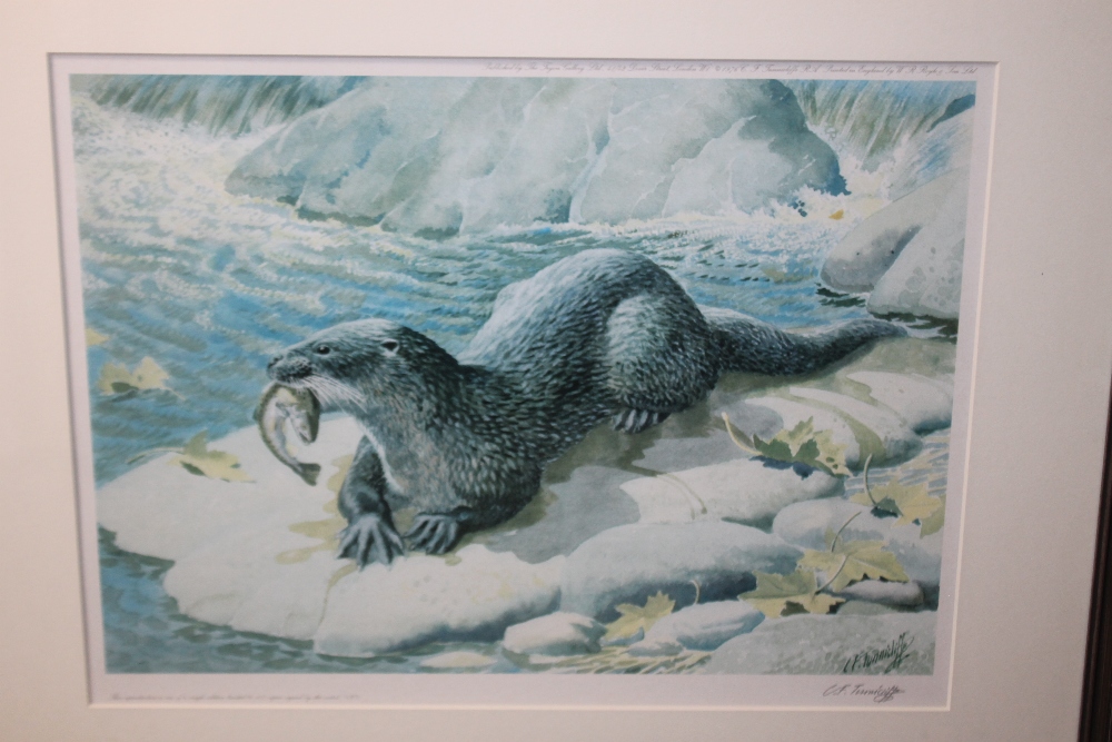 CHARLES FREDERICK TUNNICLIFFE (1901-1979). An otter, signed in pencil, coloured print, framed and g - Image 2 of 6