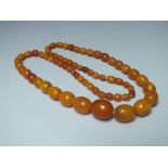 A GRADUATED SINGLE STRAND 'EGG YOLK' AMBER BEAD NECKLACE, overall L 75 cm, central bead W 2.1 cm, a