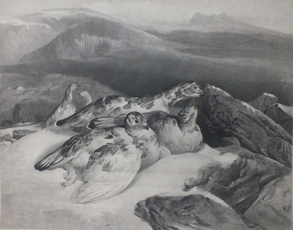 J.S .LANDSEER & CHARLES GEORGE LEWIS (1808 - 1880). Study of ptarmigan in a snowy mountainous land - Image 2 of 9