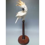 A BORDER FINE ARTS COCKATOO ON STAND BY RICHARD ROBERTS, limited edition number 30 of 950