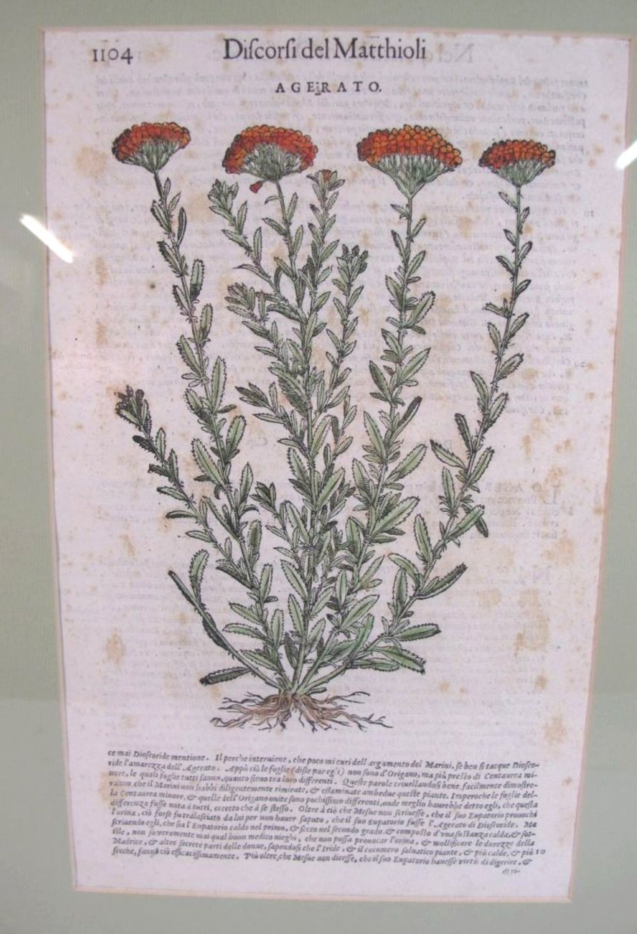 Pflanzenstich "Agerato" Taflef aus Discorsi del Matthioli, gerahmt/Glas, RG 48 x 35cm.