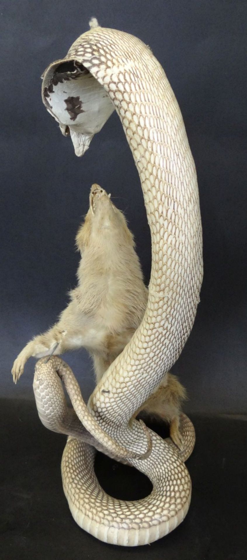 präparierter Mungo mit Schlange, H-41 c - Bild 4 aus 4