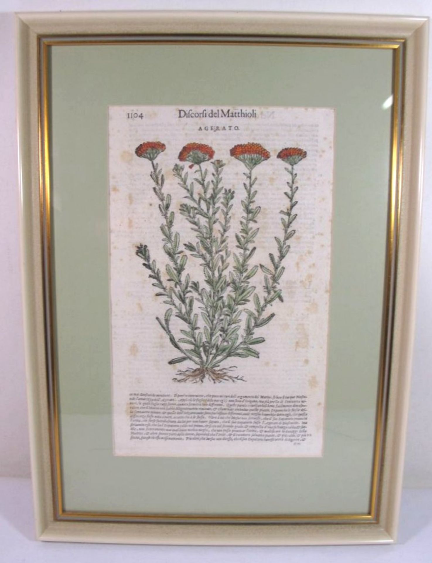 Pflanzenstich "Agerato" Taflef aus Discorsi del Matthioli, gerahmt/Glas, RG 48 x 35cm. - Bild 2 aus 2