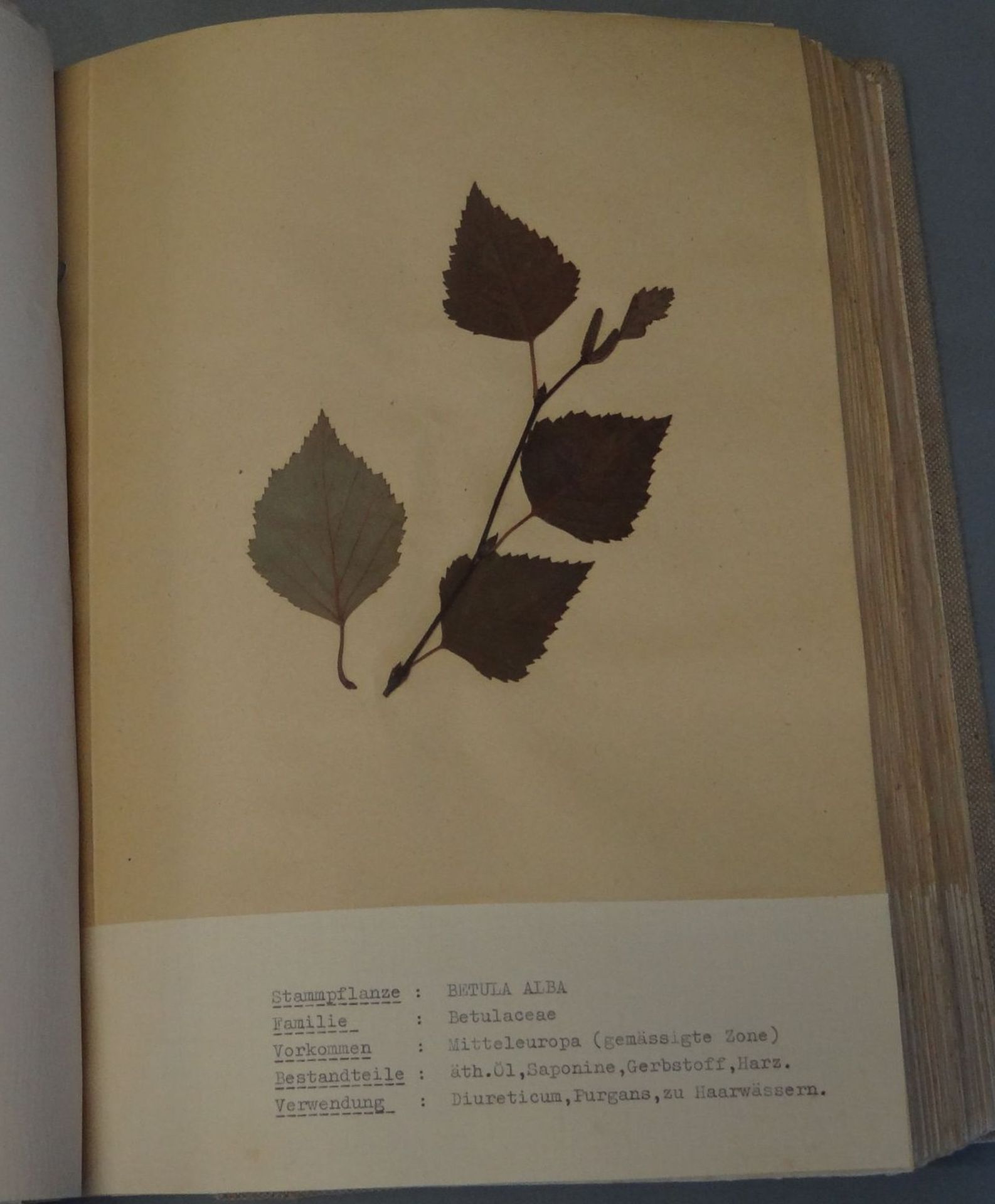 umfangreiches Herbarium, ca. 100 Seiten, alle Pflanzen mit Schreibmaschine beschriftet,BG ca.