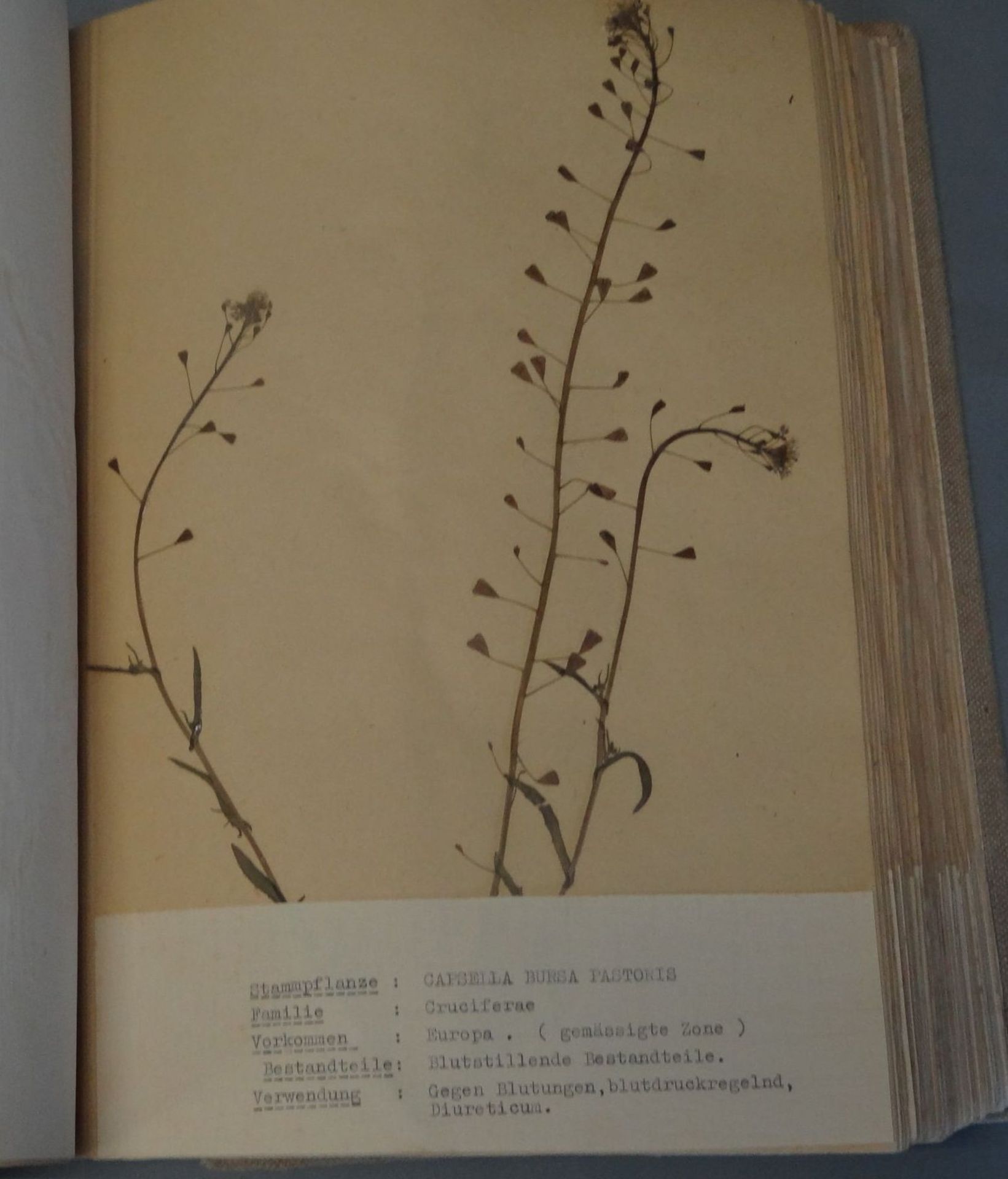 umfangreiches Herbarium, ca. 100 Seiten, alle Pflanzen mit Schreibmaschine beschriftet,BG ca. - Bild 3 aus 7