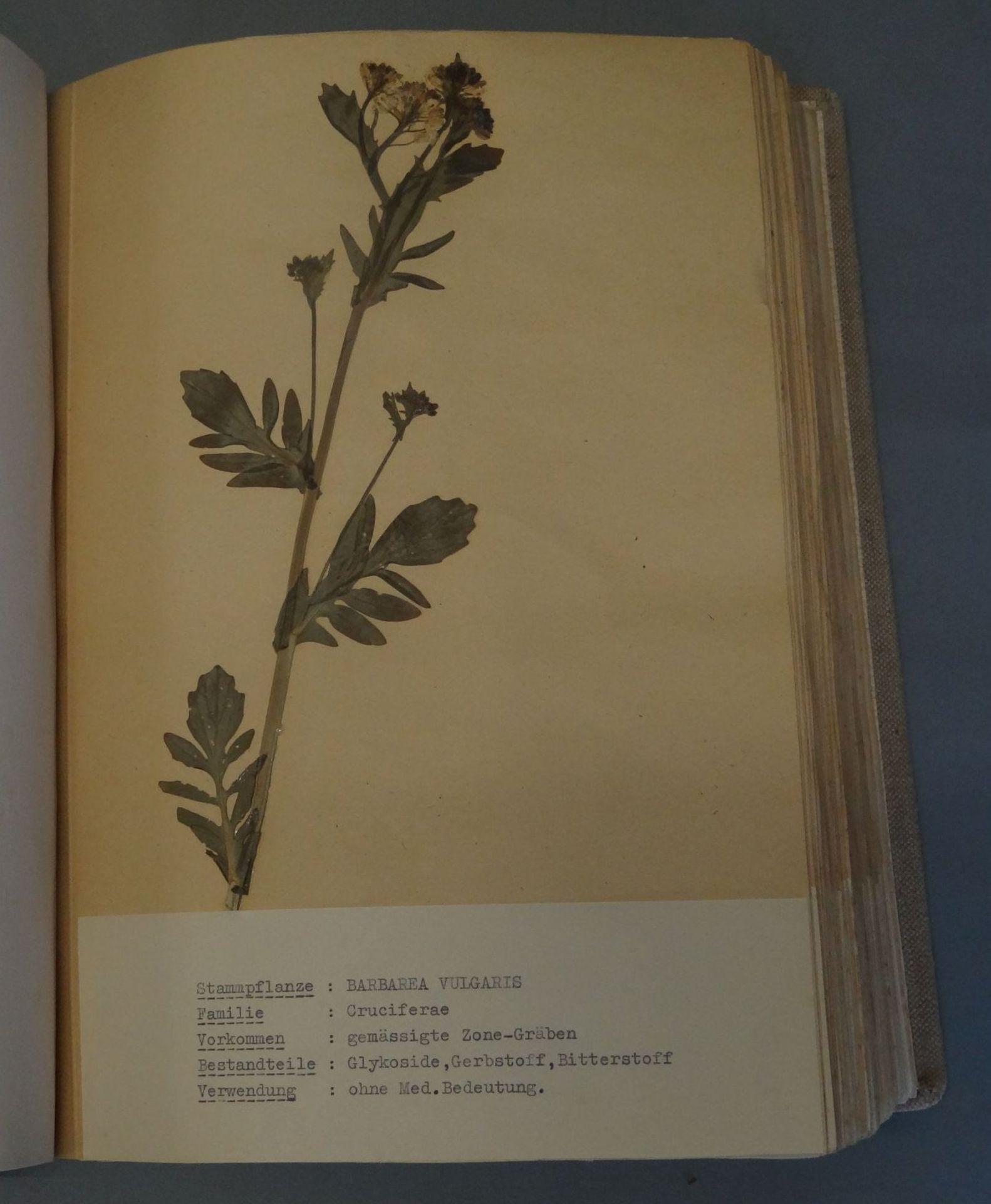 umfangreiches Herbarium, ca. 100 Seiten, alle Pflanzen mit Schreibmaschine beschriftet,BG ca. - Bild 2 aus 7