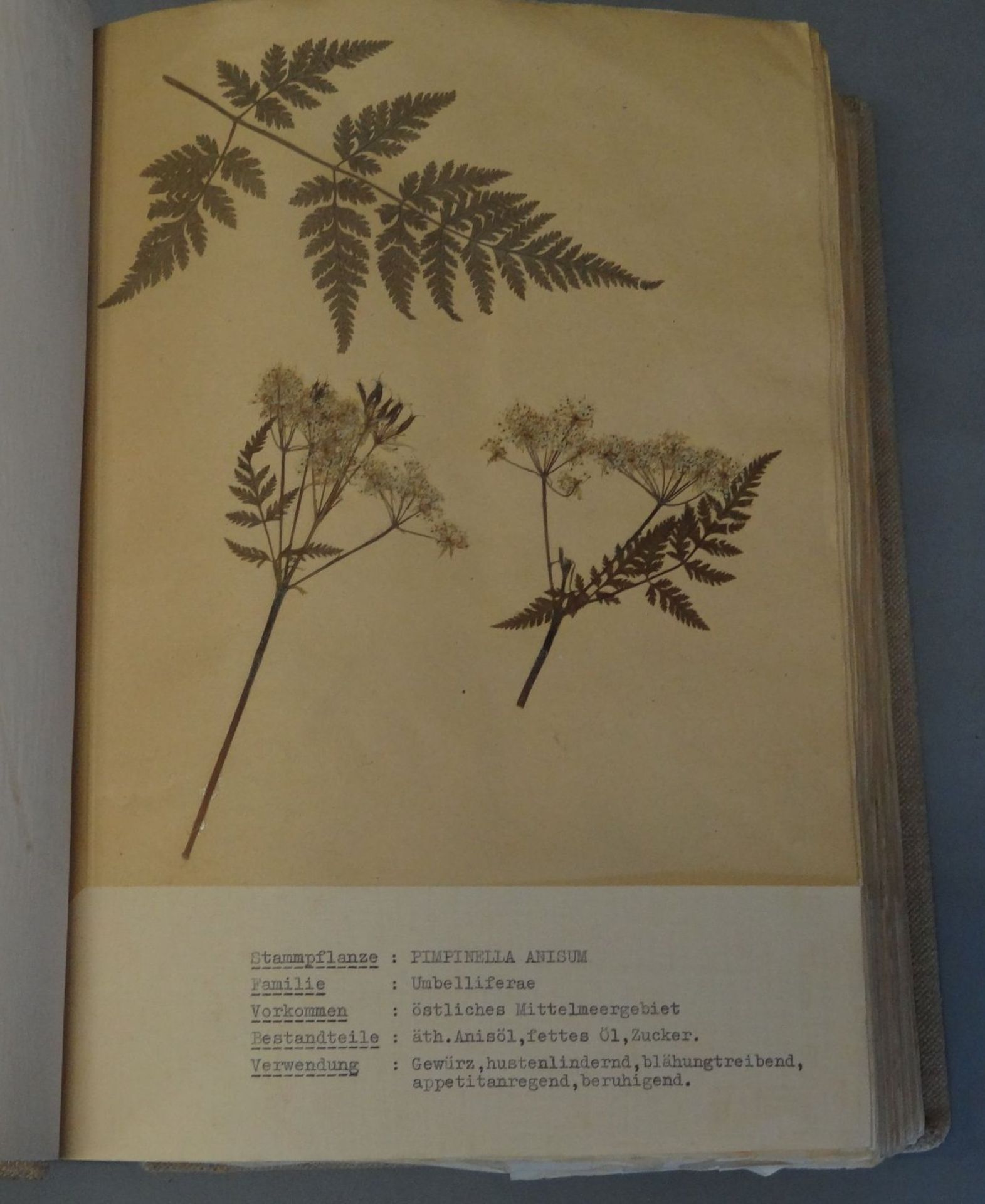 umfangreiches Herbarium, ca. 100 Seiten, alle Pflanzen mit Schreibmaschine beschriftet,BG ca. - Bild 6 aus 7