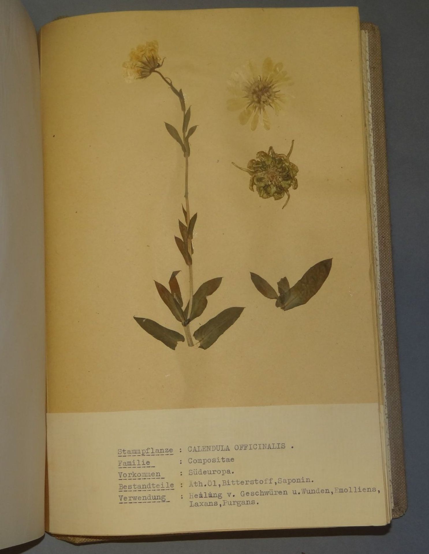 umfangreiches Herbarium, ca. 100 Seiten, alle Pflanzen mit Schreibmaschine beschriftet,BG ca. - Bild 4 aus 7