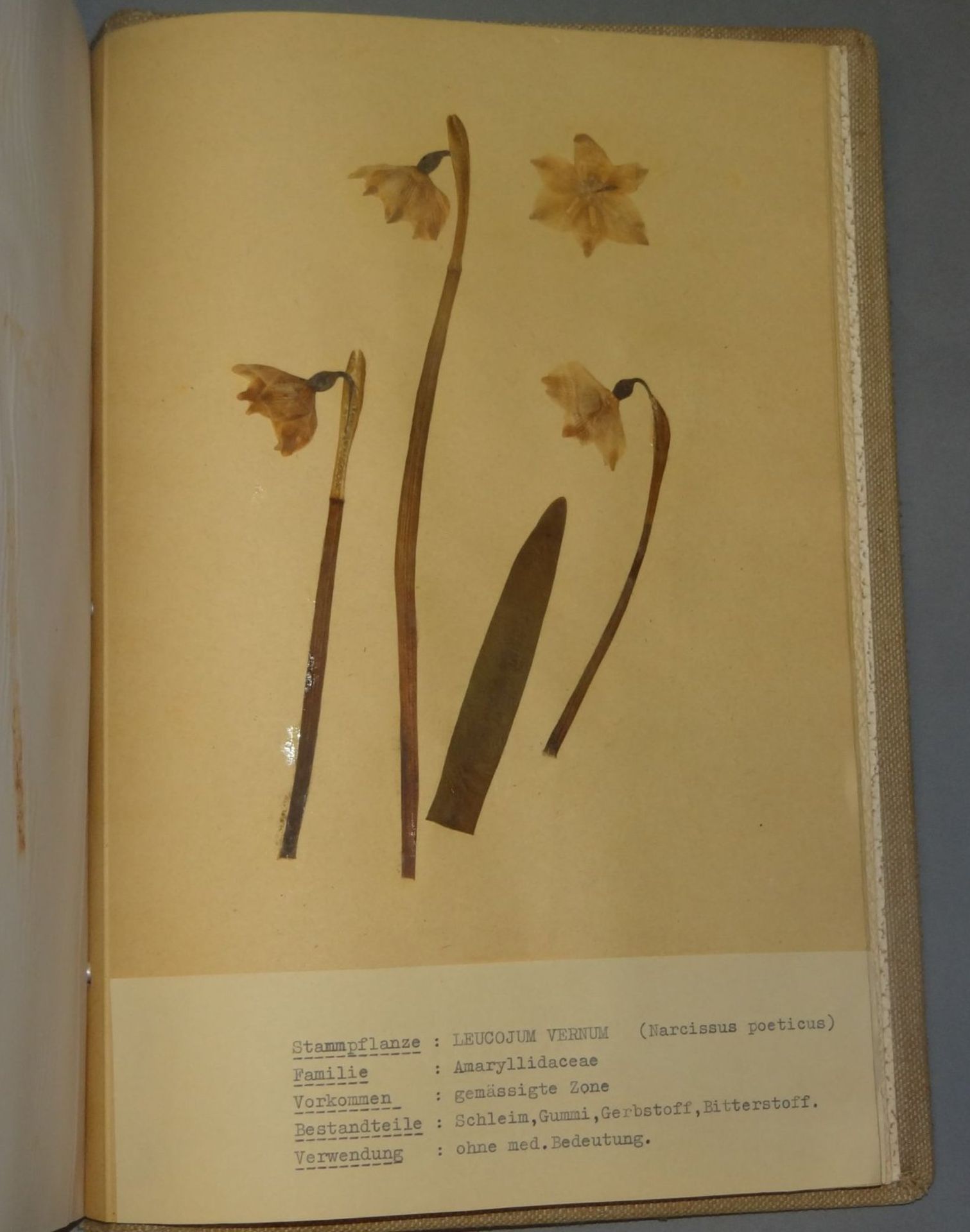 umfangreiches Herbarium, ca. 100 Seiten, alle Pflanzen mit Schreibmaschine beschriftet,BG ca. - Bild 5 aus 7