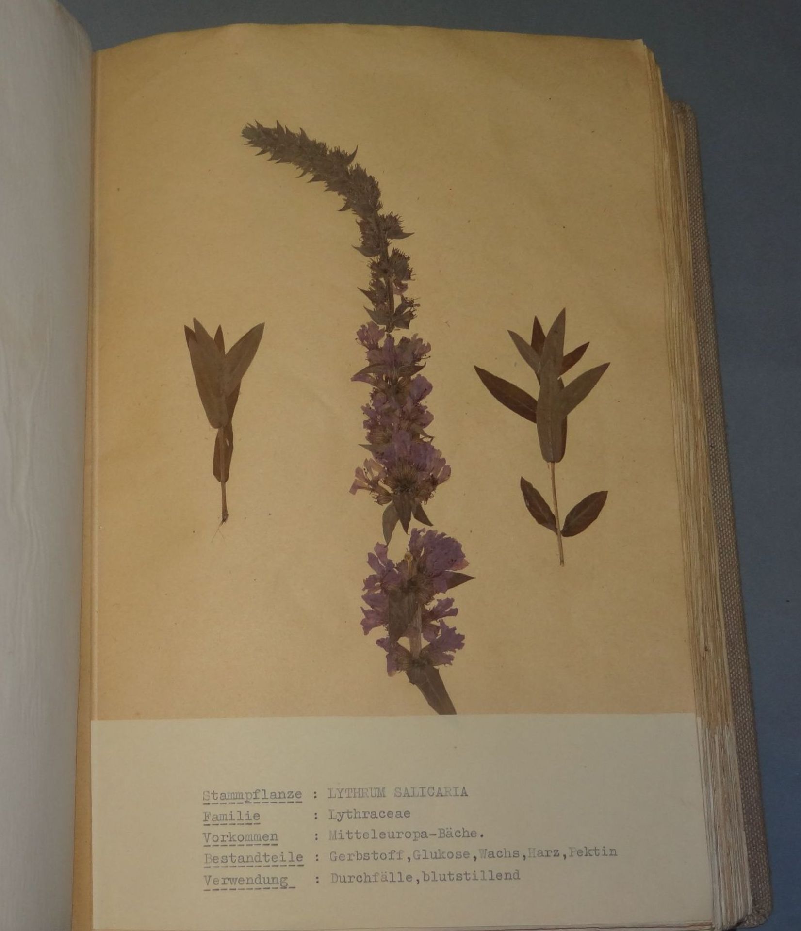 umfangreiches Herbarium, ca. 100 Seiten, alle Pflanzen mit Schreibmaschine beschriftet,BG ca. - Bild 7 aus 7