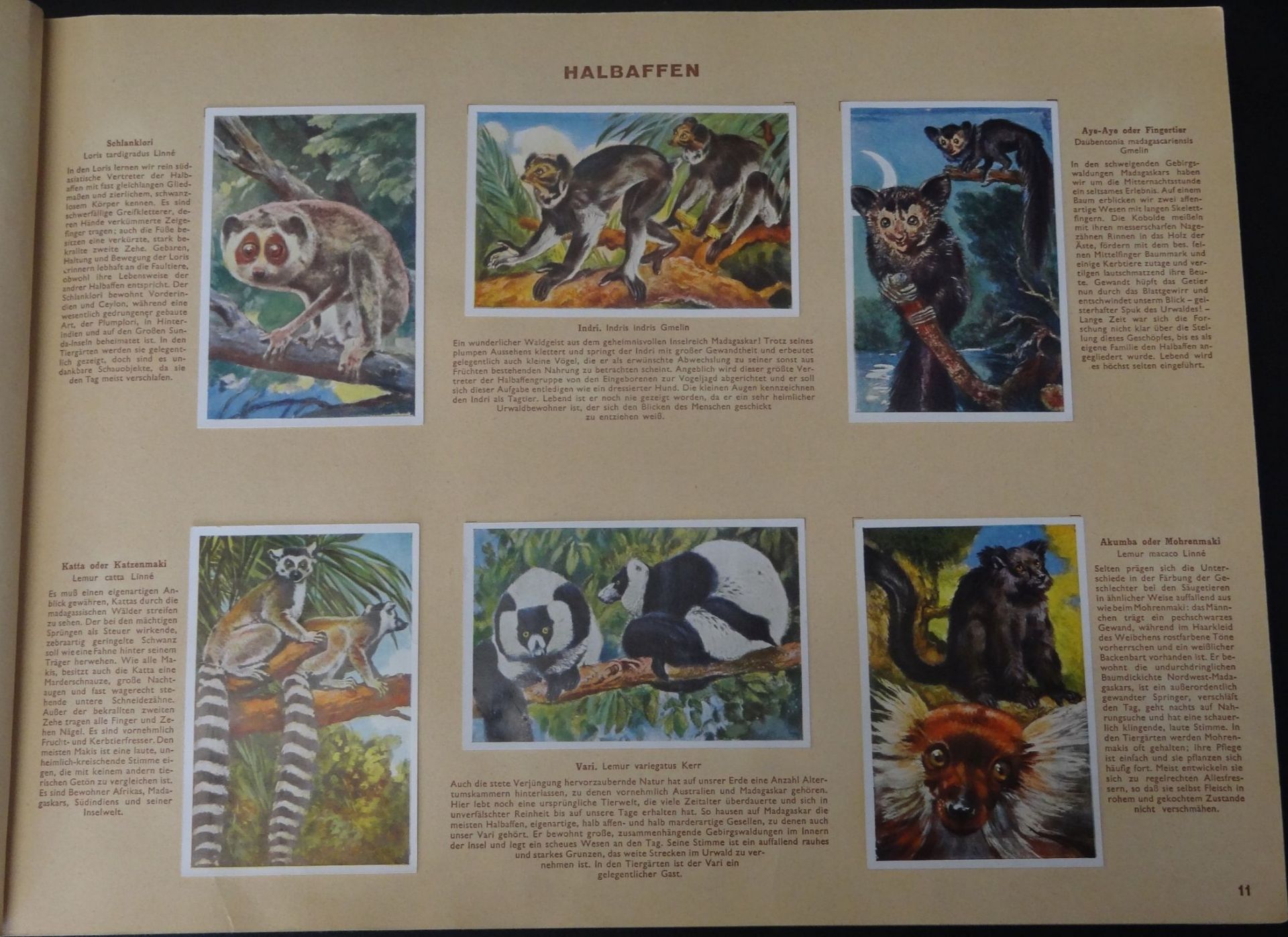 Sammelalbum "Wunder der Tierwelt-Säugetiere",komplet - Bild 4 aus 6