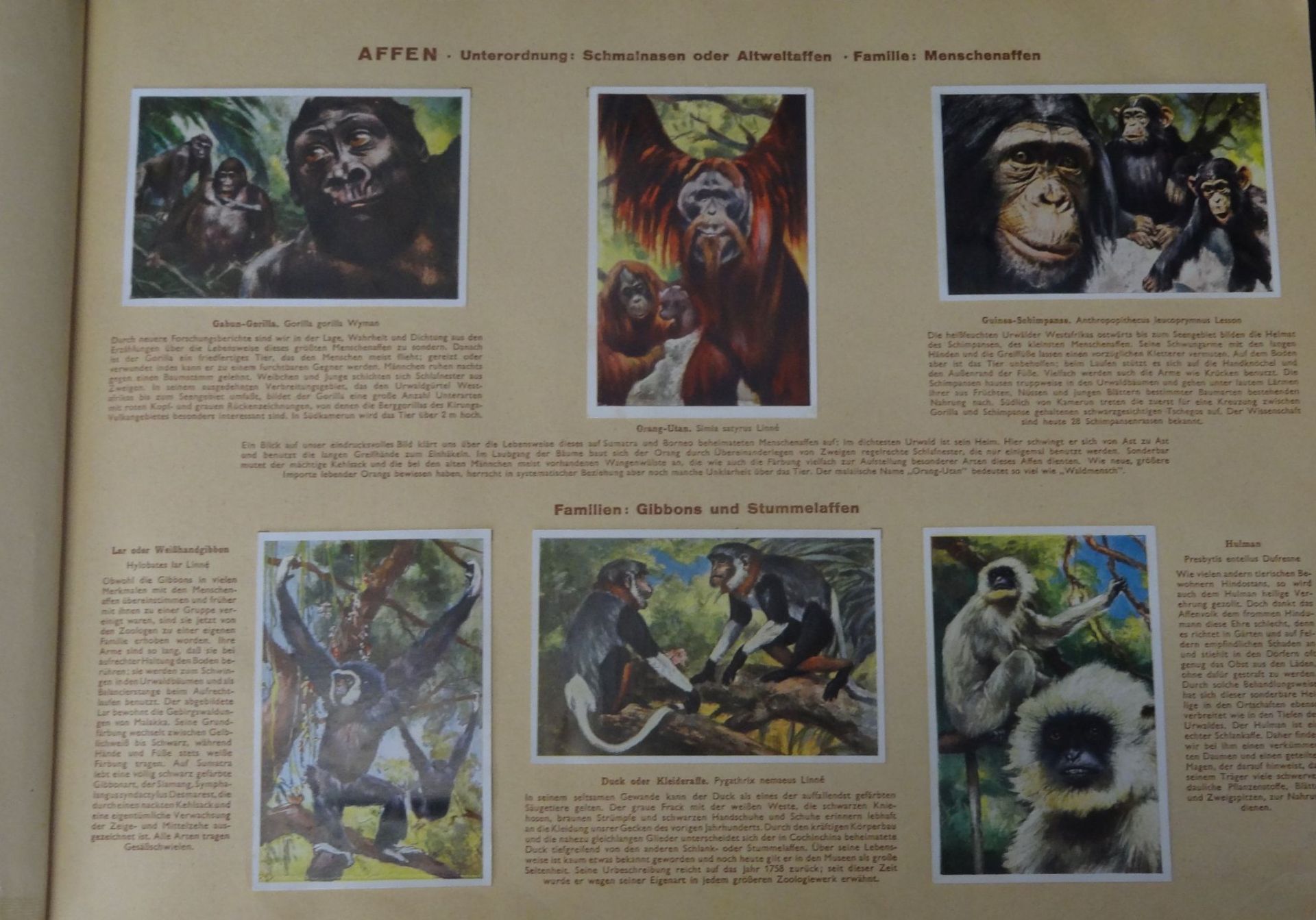 Sammelalbum "Wunder der Tierwelt-Säugetiere",komplet - Bild 3 aus 6