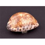 A 19th century cowrie shell snuff box  appears unmarked, the hinged cover with scrolling thumbpiece,