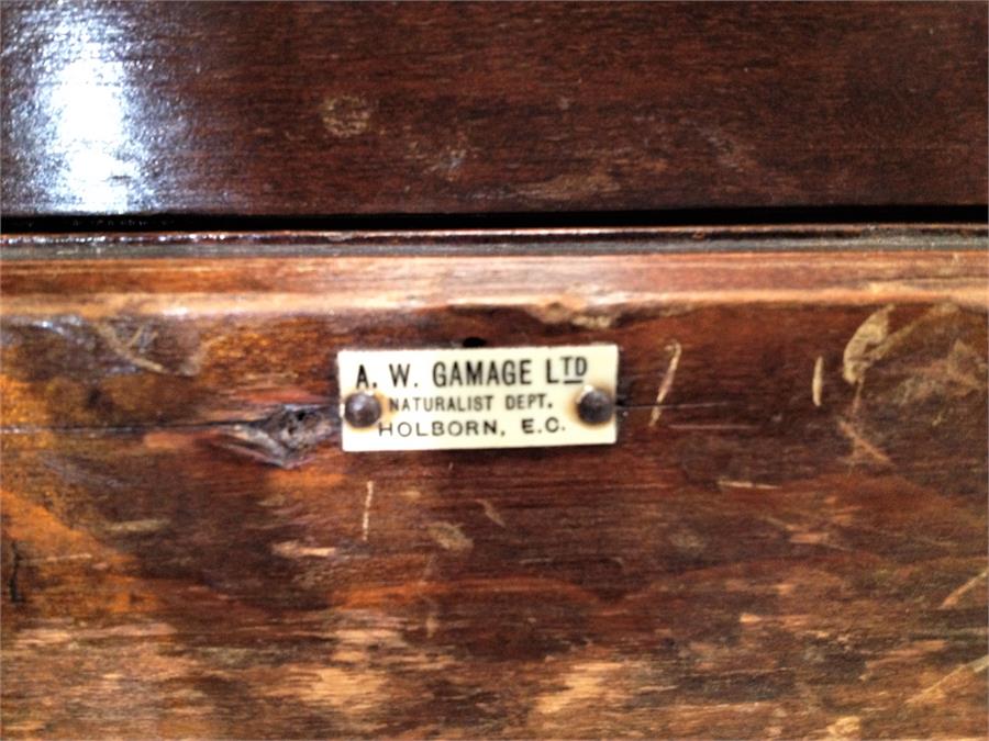 A small early 20th Century stained pine bank of ten collectors/display drawers  with turned handles, - Image 2 of 2