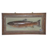 A 19th century taxidermy trout by Macleay of Inverness, mounted on an oak plaque, 40cm x 80cm (