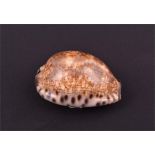 A 19th century cowrie shell snuff box  apparently unmarked, the hinged cover with scrolling
