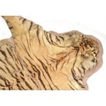 An early 20th century mounted Tiger skin complete with head together with an early 20th century