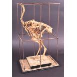 An unusual 20th century taxidermy assembled chicken skeleton  set within a simple metalwork cage,