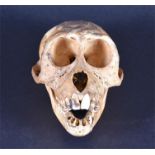 An early 20th century eastern monkey skull 12 cm long, of taxidermy interest.