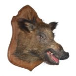 A good late 19th / early 20th century taxidermy boar's head mounted on a lightly stained oak