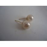 Gold freshwater pearl studs