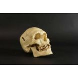 Mensenschedel geprepareerd voor anatomie, 19e eeuw, h. 16 cm. A human skull, 19th century, h. 16 cm.