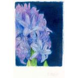 Erik Andriesse (1957-1993) Hyacint ets, handgekleurd door de kunstenaar, uniek exemplaar, ongesign.,