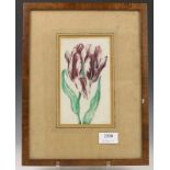 Hollandse School, aquarel, mogelijk 17e eeuw; Paarse tulp 17 x 10 cm. [1]