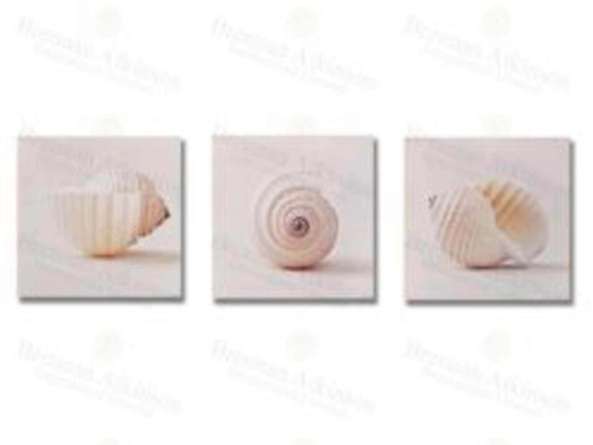 1 BRAND NEW BOXED SET OF 3 SHELLS PRINTED CANVAS