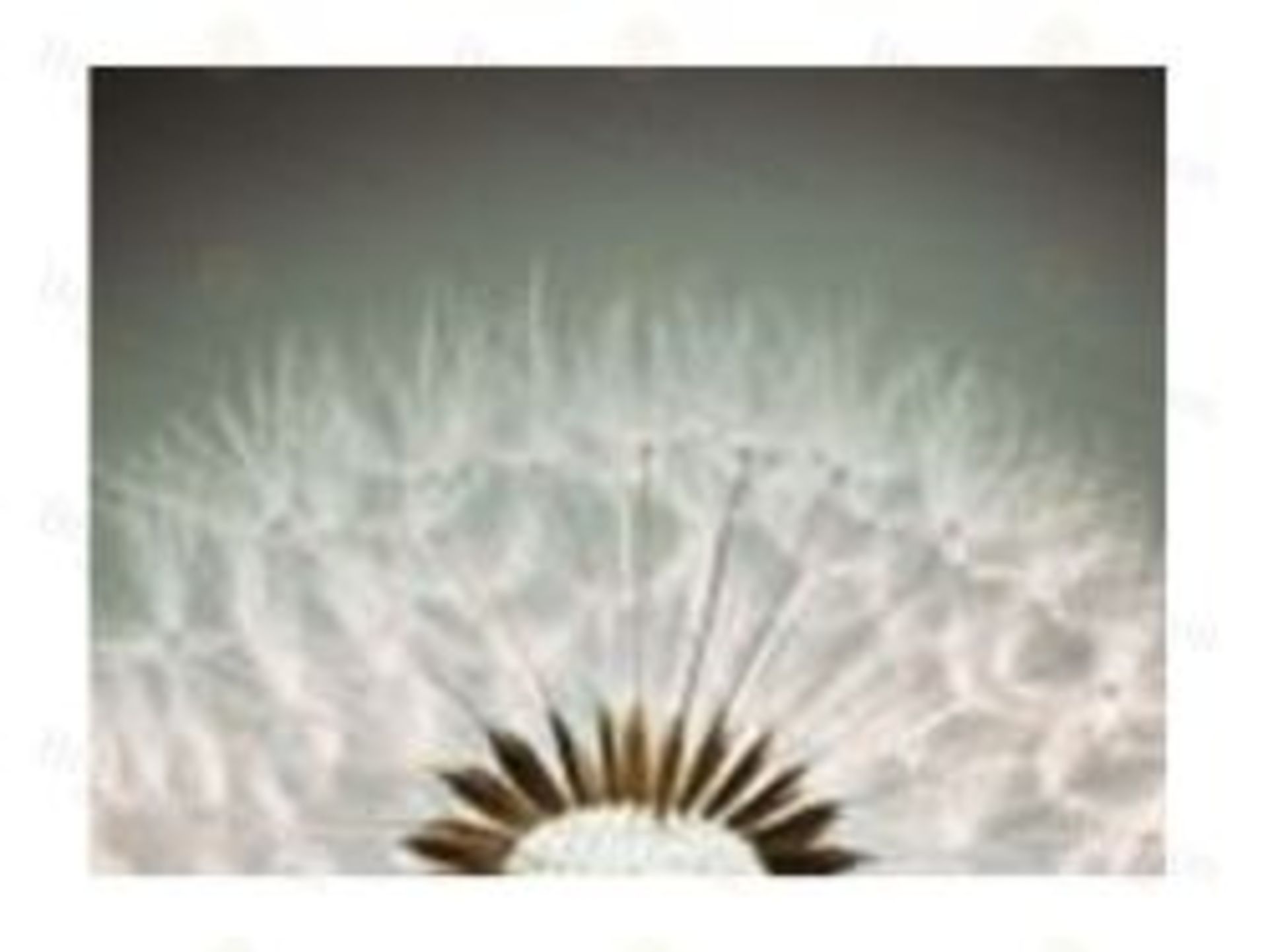 1 BRAND NEW BOXED DANDELION 80CM X 60CM PRINTED CA