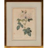 Kol. Kupferstich Pierre-Joseph Redouté 1759 St-Hubert - 1840 Paris "Les Roses - Rosa Damscena