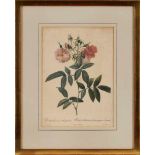Kol. Kupferstich Pierre-Joseph Redouté 1759 St-Hubert - 1840 Paris "Les Roses - Rosa hudsoniana