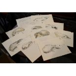 Rosemary Ellis Twenty-four hedgehog sketches Pen